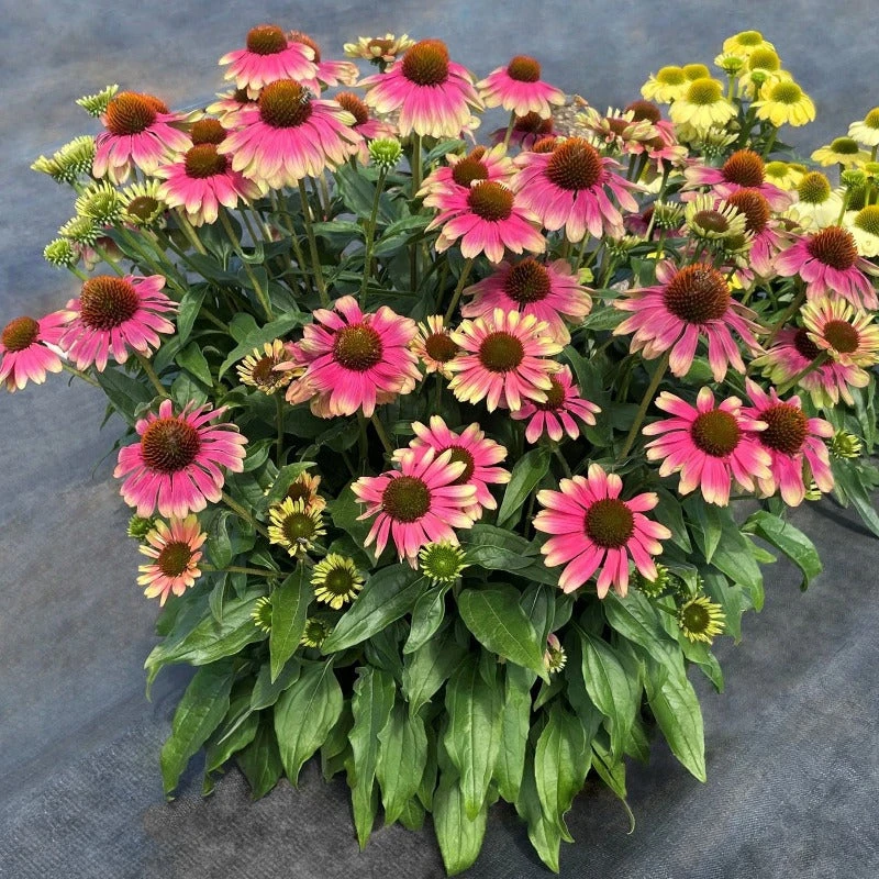 Kismet® 'Pink Lemonade' Coneflower - Image 4