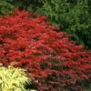 Fire Ball® Burning Bush