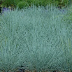 'Cool As Ice' Blue Fescue