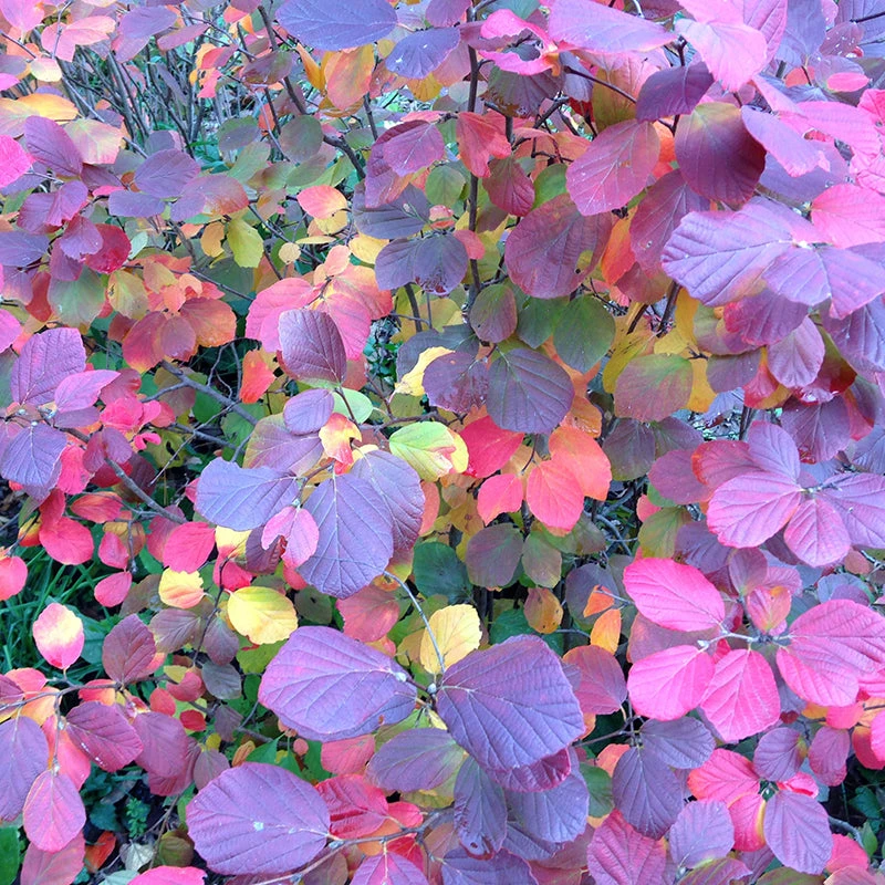 Legend Of The Fall® Bottlebrush - Image 4