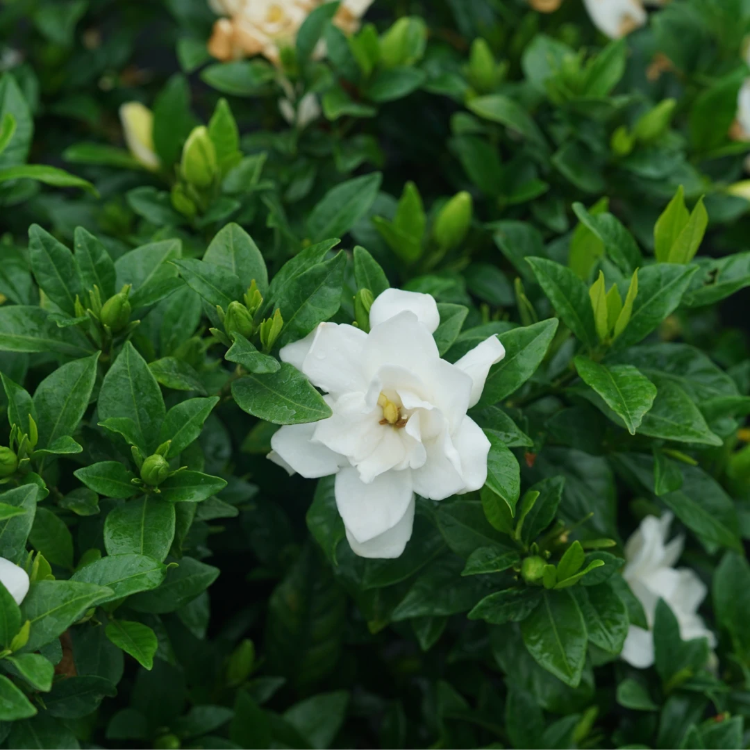Pillow Talk® Gardenia - Image 2