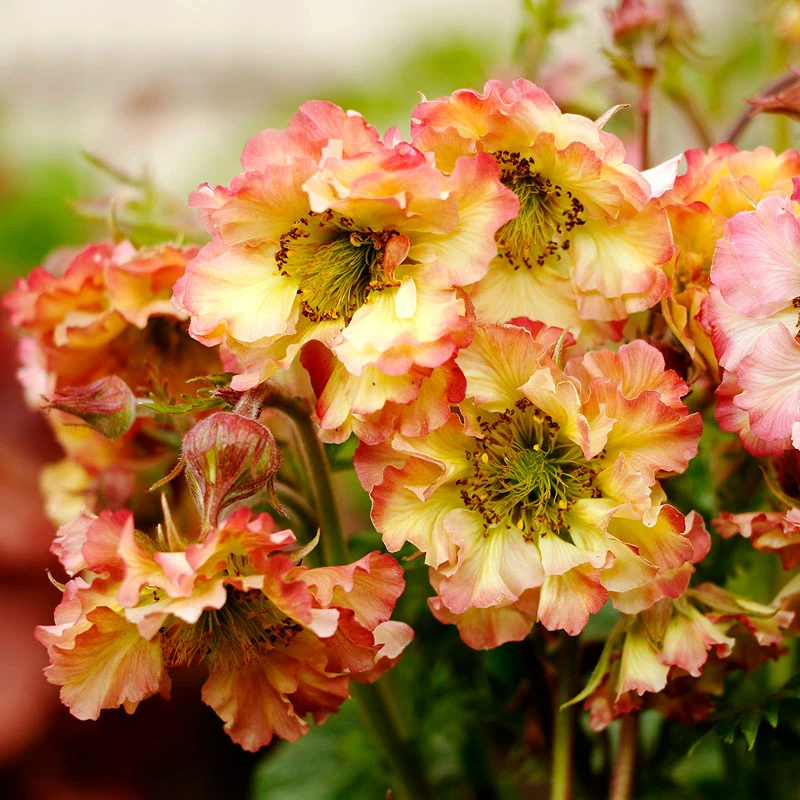 Pretticoats™ Peach Geum - Image 3