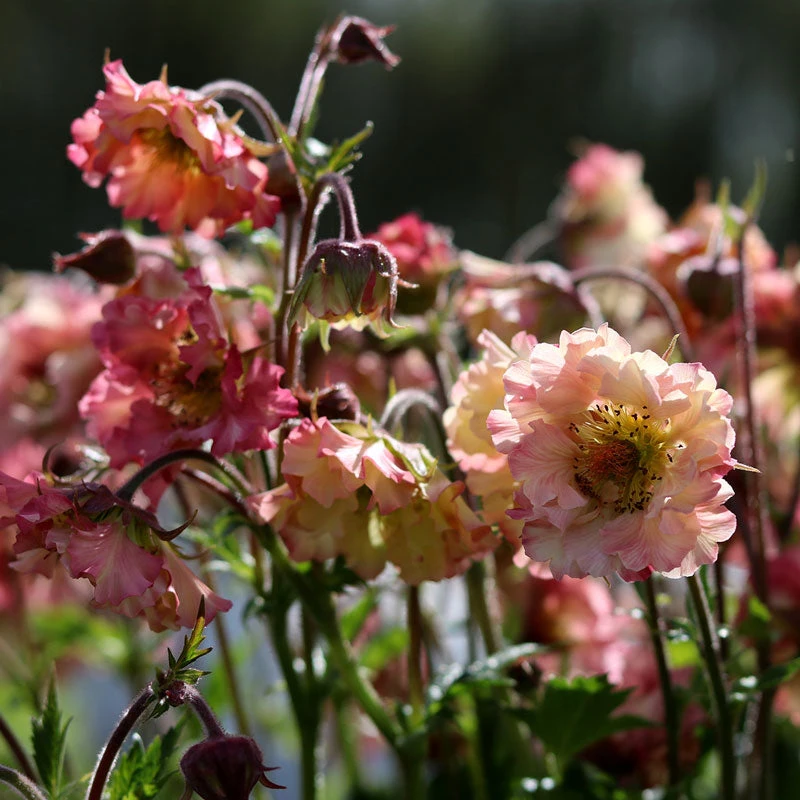 Pretticoats™ Peach Geum - Image 2