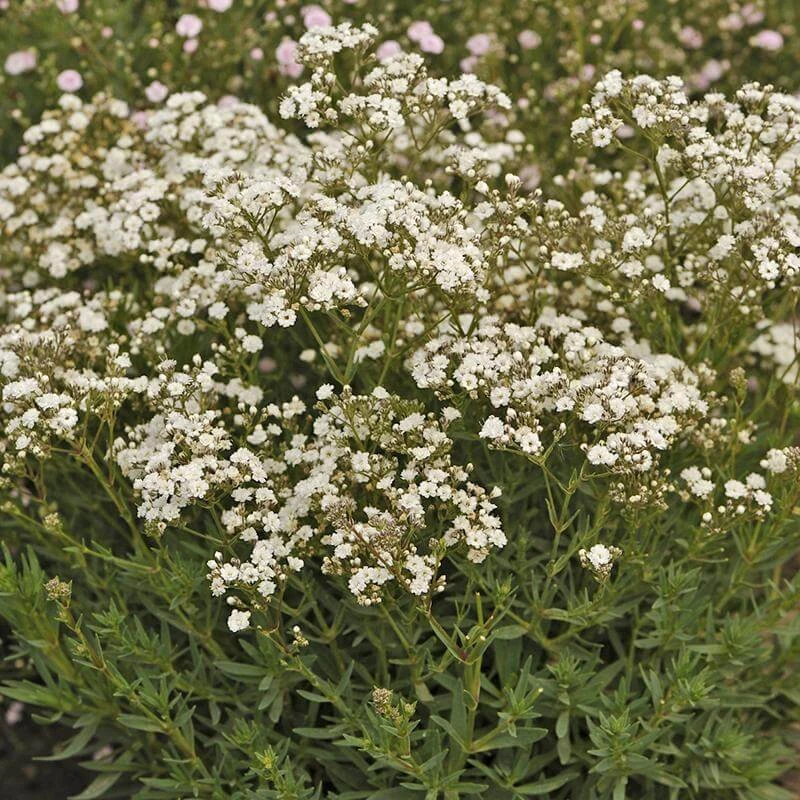 Festival Star® Baby's Breath - Image 4
