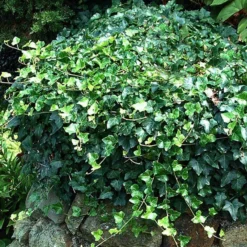English Ivy
