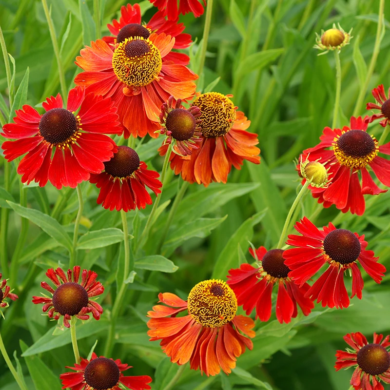 'Moerheim Beauty' Sneezeweed