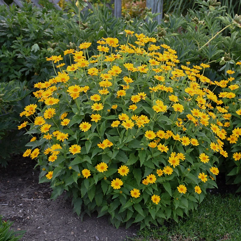 'Tuscan Sun' False Sunflower - Image 4