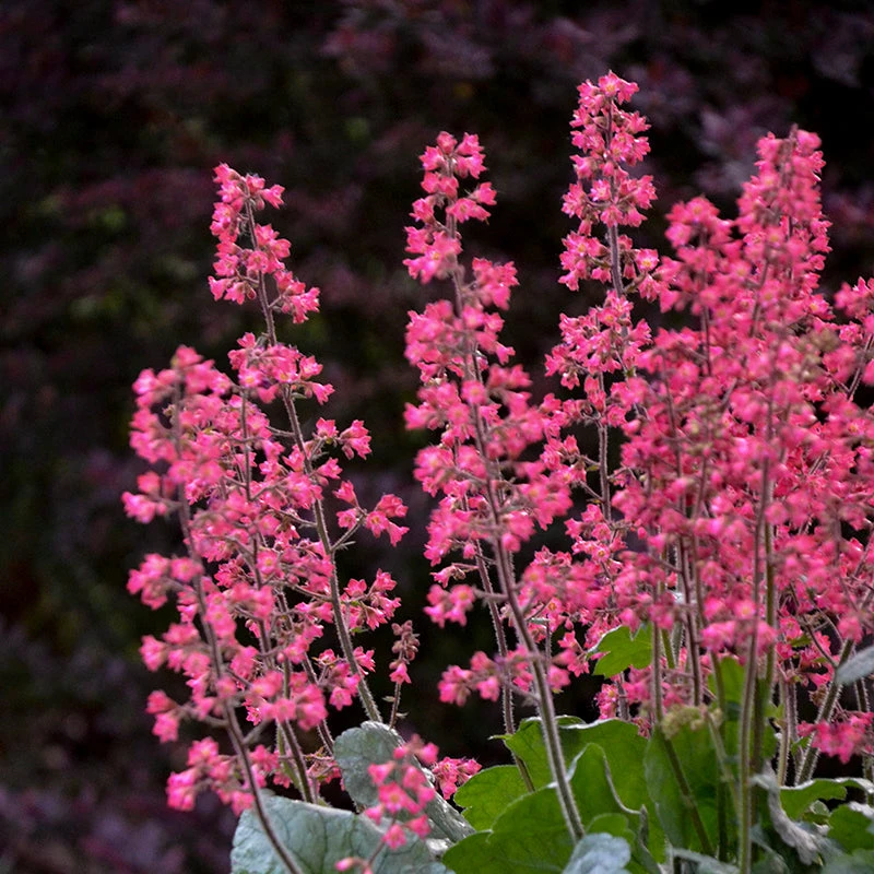 Dolce® 'Spearmint' Coral Bells - Image 3