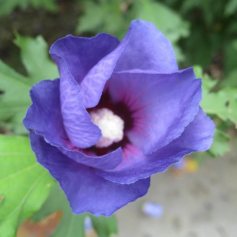Azurri Blue Satin® Rose Of Sharon - Image 2