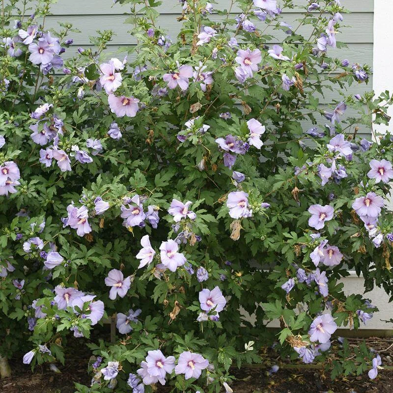 Azurri Blue Satin® Rose Of Sharon - Image 3