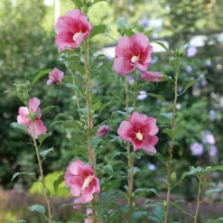 Red Pillar™ Rose Of Sharon