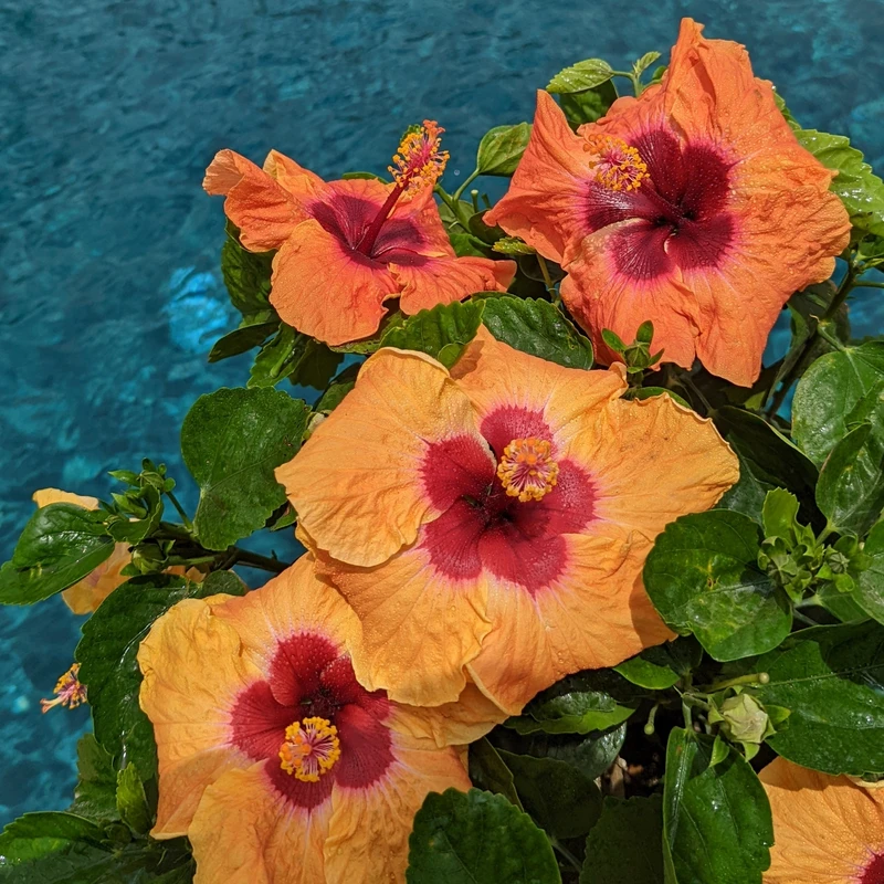 Hollywood Hibiscus™ Disco Diva™ Tropical Hibiscus - Image 3