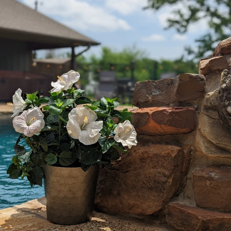 Hollywood Hibiscus™ Earth Angel™ Tropical Hibiscus - Image 3