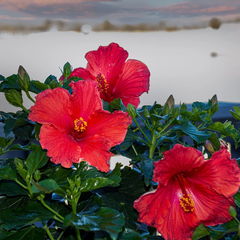 Hollywood Hibiscus™ First To Arrive™ Tropical Hibiscus - Image 2