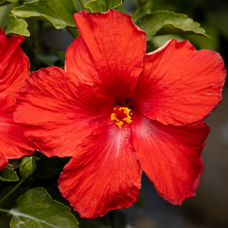 Hollywood Hibiscus™ First To Arrive™ Tropical Hibiscus - Image 3