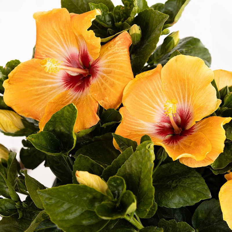 Hollywood Hibiscus™ Gold Digger™ Tropical Hibiscus - Image 2