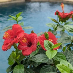 Hollywood Hibiscus™ Hot Shot™ Tropical Hibiscus