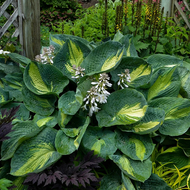 Shadowland® 'Hudson Bay' Hosta - Image 3