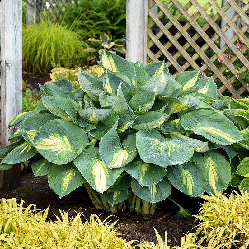 Shadowland® 'Hudson Bay' Hosta