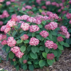 Invincibelle® Ruby Smooth Hydrangea