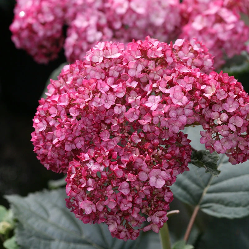Invincibelle® Ruby Smooth Hydrangea - Image 2