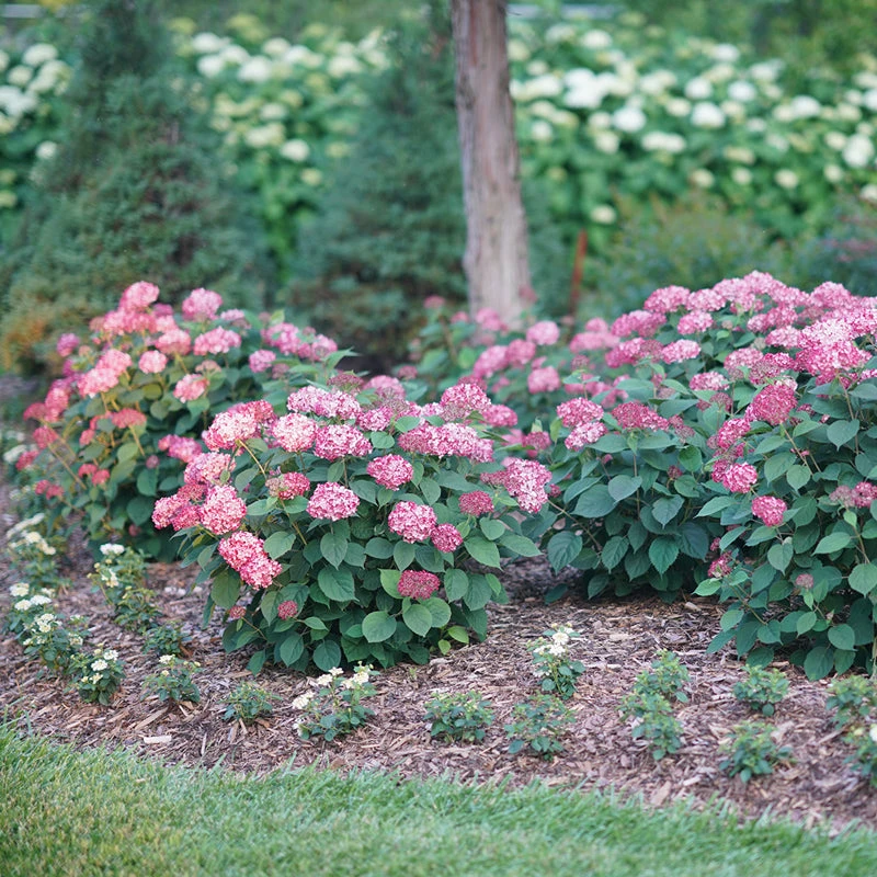 Invincibelle® Ruby Smooth Hydrangea - Image 5