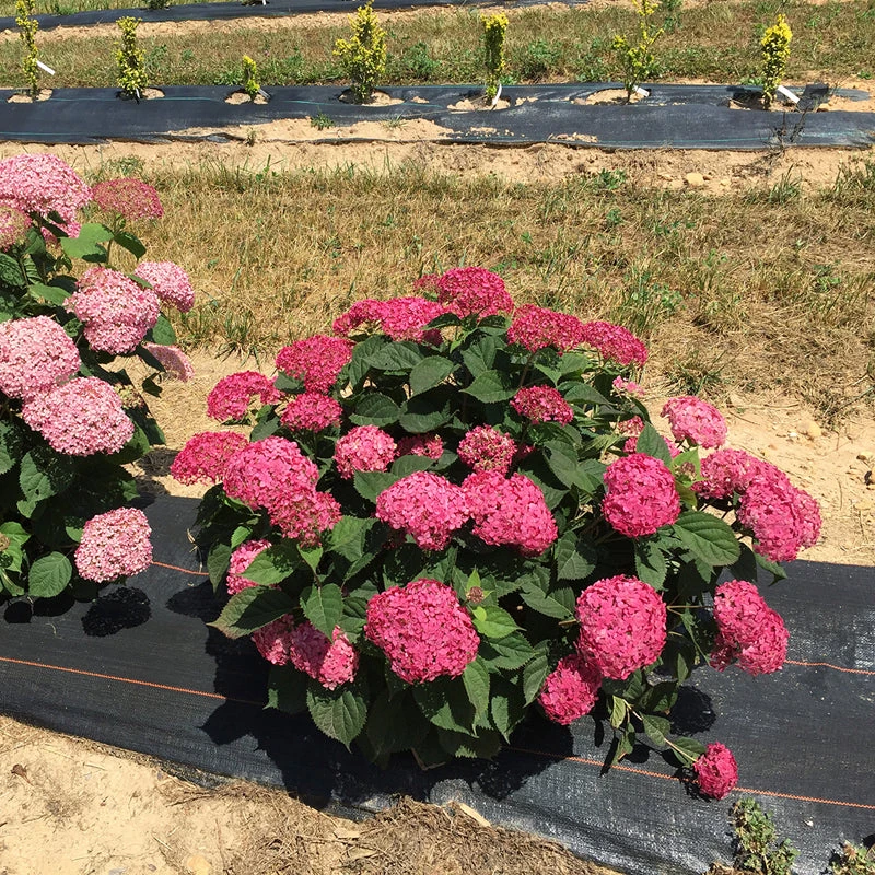 Invincibelle® Ruby Smooth Hydrangea - Image 6