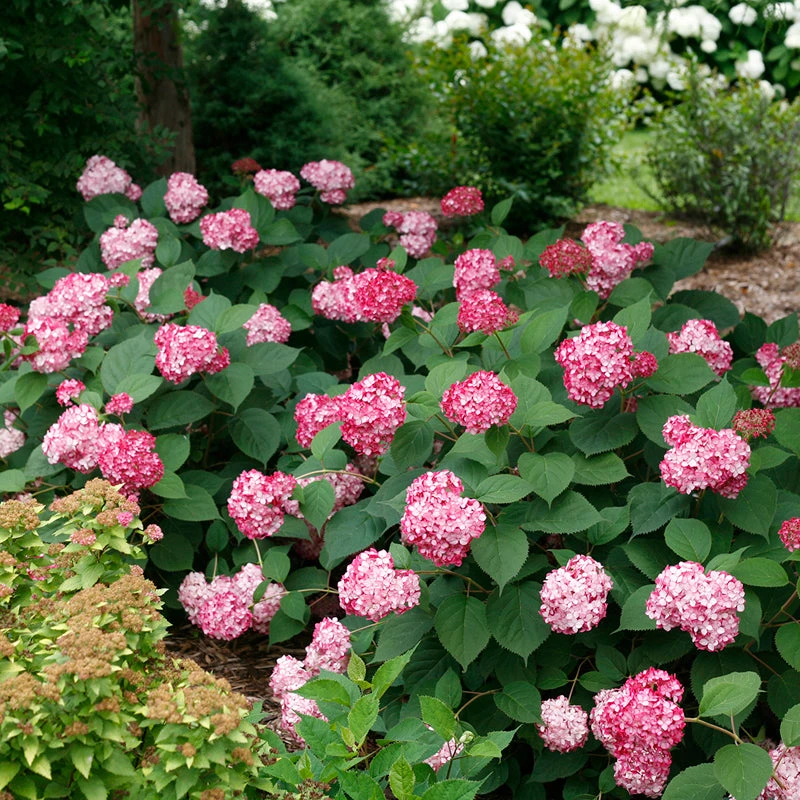 Invincibelle® Ruby Smooth Hydrangea - Image 4