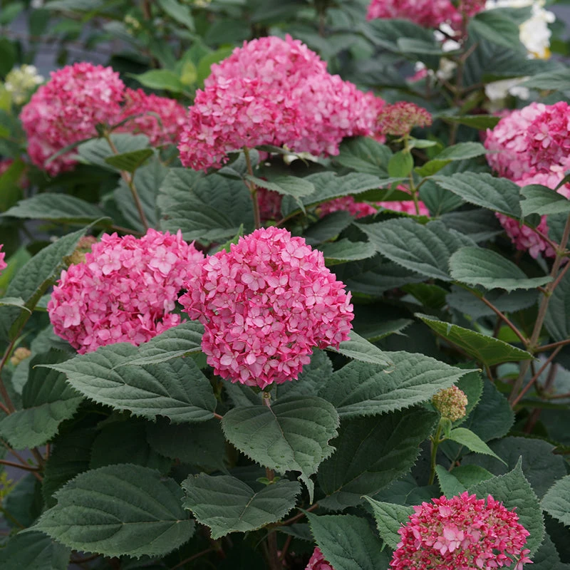 Invincibelle® Ruby Smooth Hydrangea - Image 3