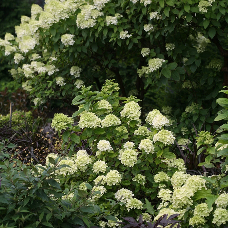 Little Lime® Panicle Hydrangea - Image 6
