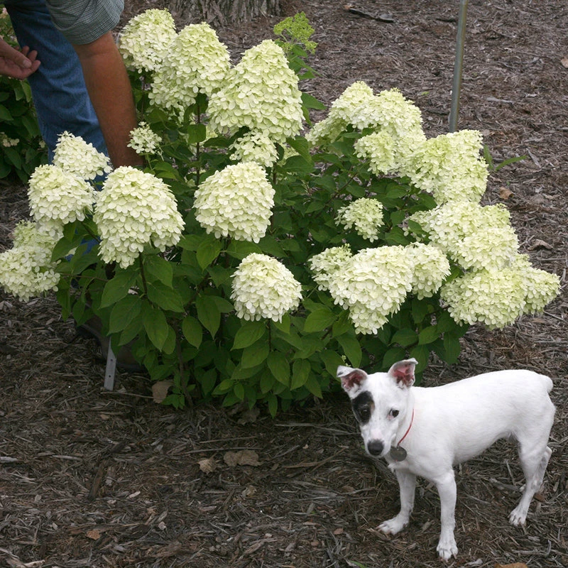 Little Lime® Panicle Hydrangea - Image 7