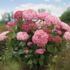 Invincibelle Spirit® II Smooth Hydrangea