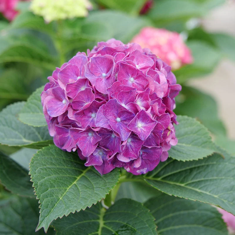 Wee Bit Grumpy® Bigleaf Hydrangea - Image 4