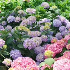 Let's Dance Sky View® Bigleaf Hydrangea