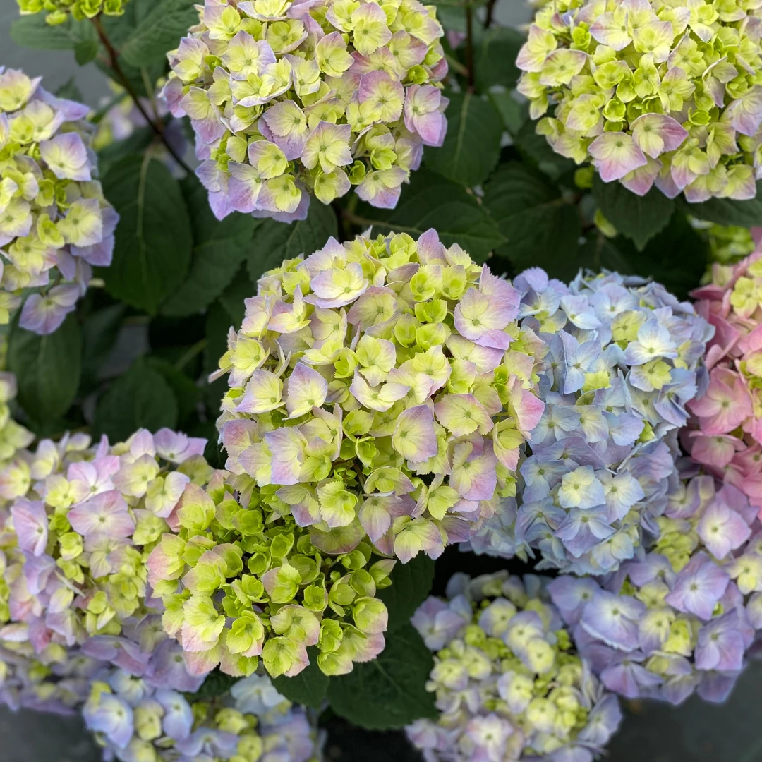 Let's Dance Sky View® Bigleaf Hydrangea - Image 5