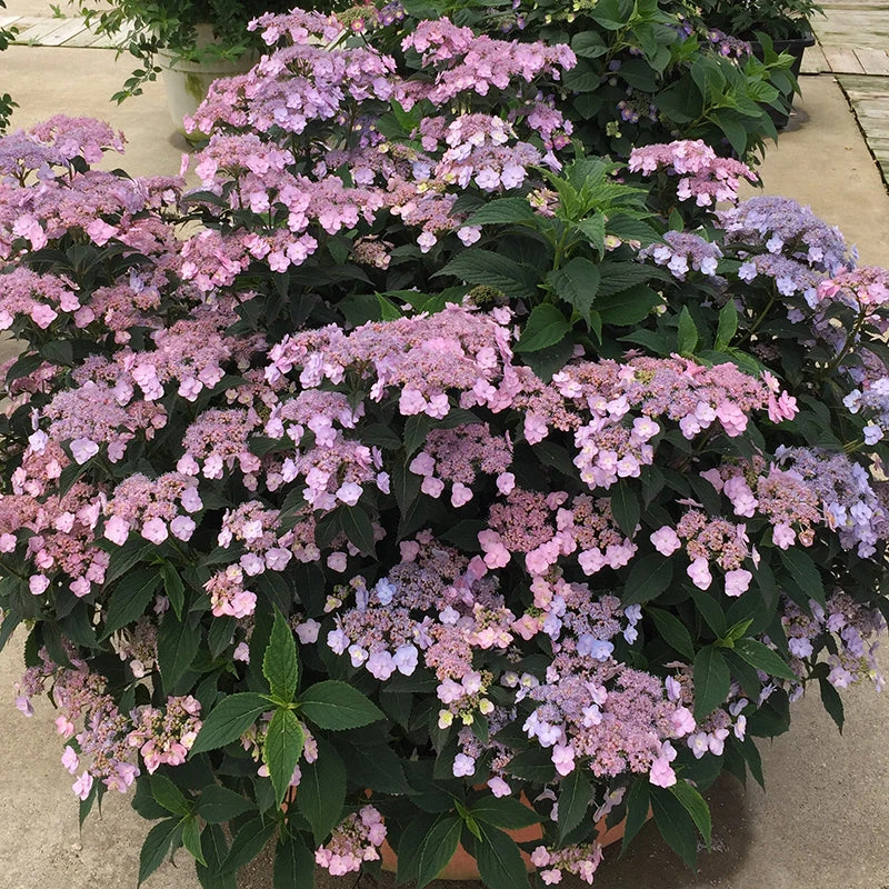 Tiny Tuff Stuff™ Mountain Hydrangea - Image 2