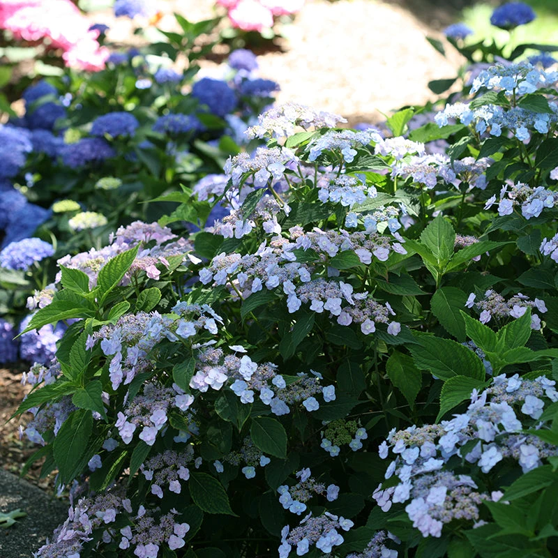 Tiny Tuff Stuff™ Mountain Hydrangea - Image 3