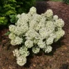Tiny Quick Fire™ Panicle Hydrangea