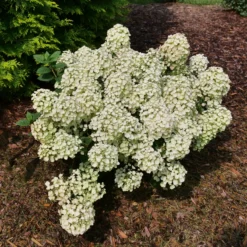 Tiny Quick Fire™ Panicle Hydrangea