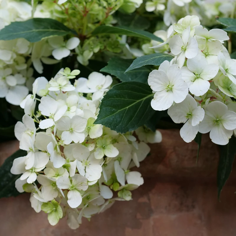 Fairytrail™ White Cascade Hydrangea - Image 2