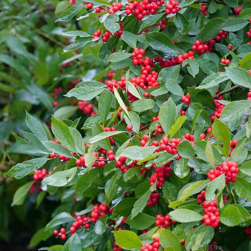 Berry Heavy® Winterberry Holly - Image 2