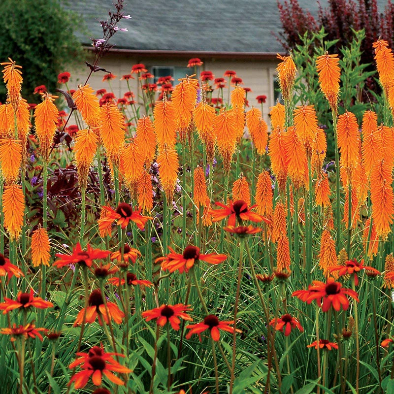 'Mango Popsicle' Red Hot Poker - Image 2