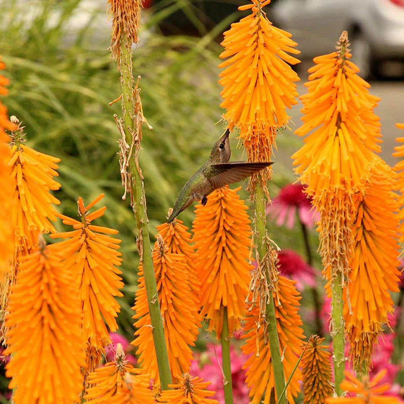 'Mango Popsicle' Red Hot Poker - Image 3