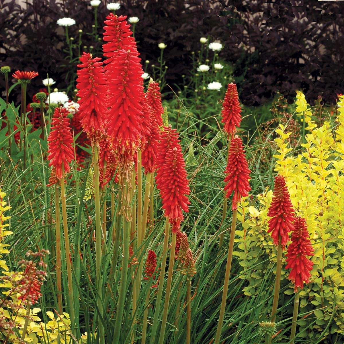 'Redhot Popsicle' Red Hot Poker