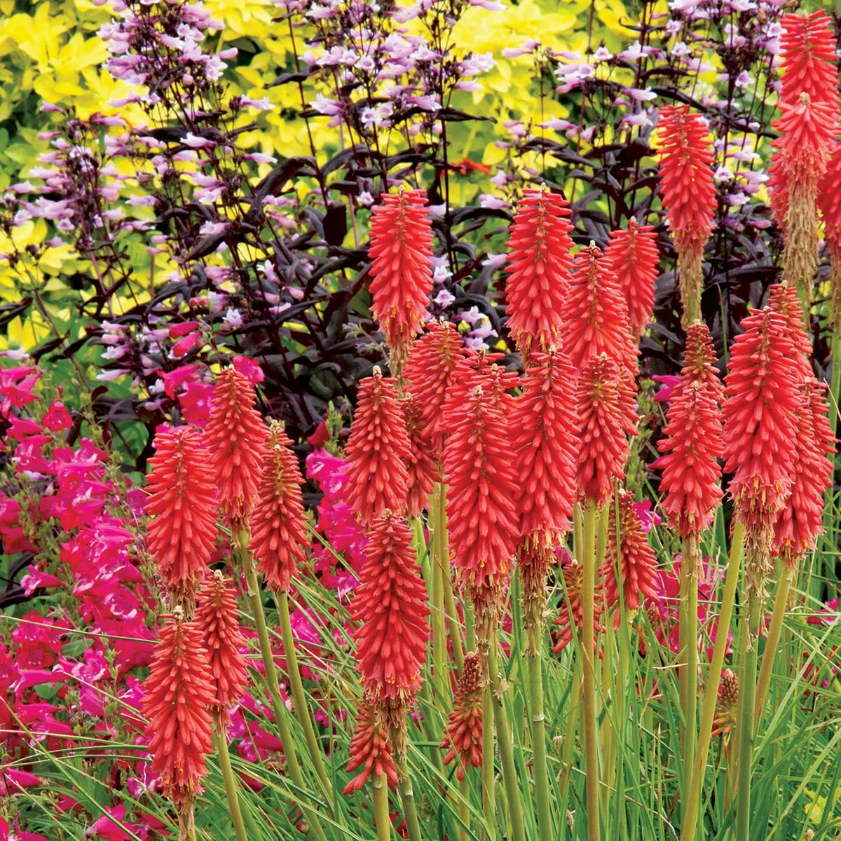 'Redhot Popsicle' Red Hot Poker - Image 5