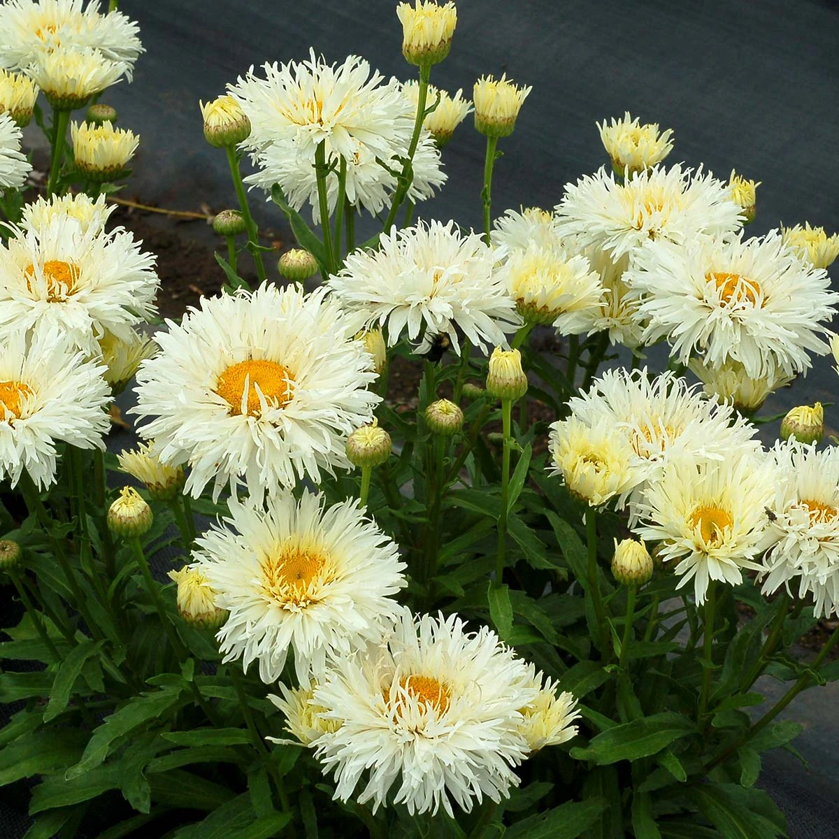 'Coconut' Double Shasta Daisy - Image 4