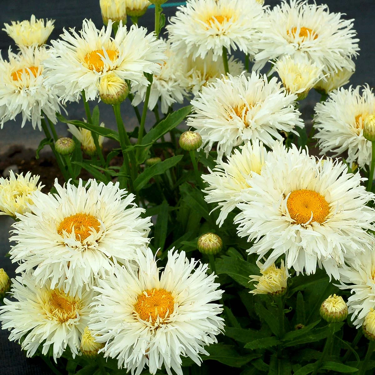 'Coconut' Double Shasta Daisy - Image 3