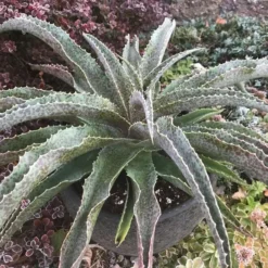 Mad About Mangave® 'Jabber Jaws' Mangave