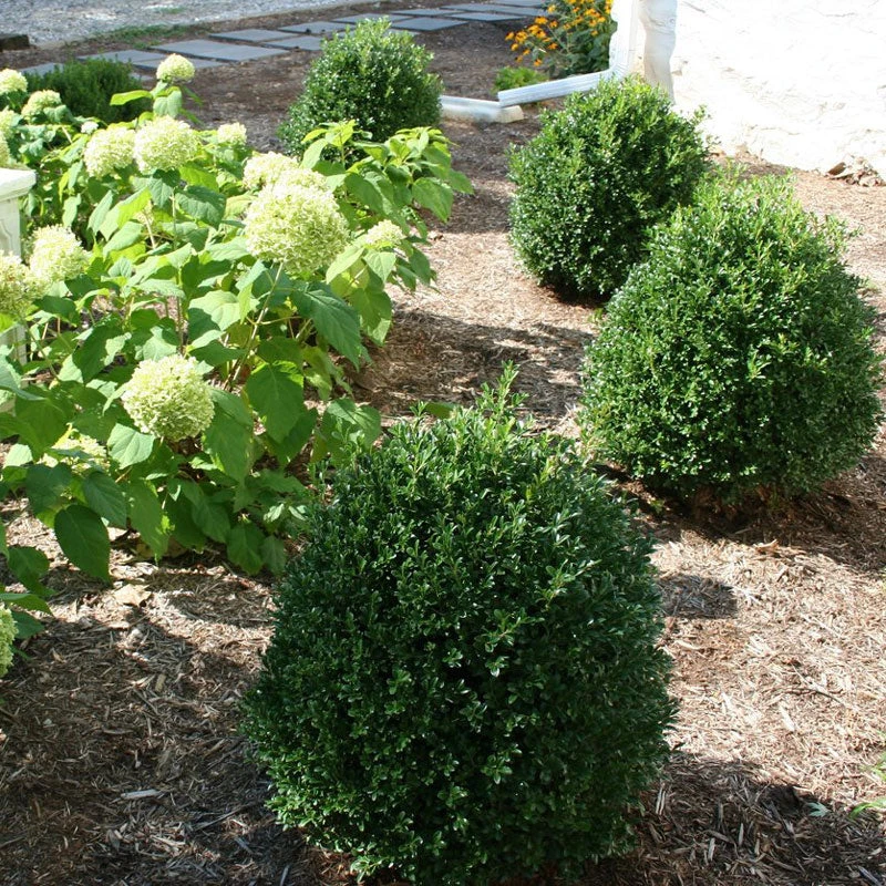 NewGen Independence® Boxwood - Image 3