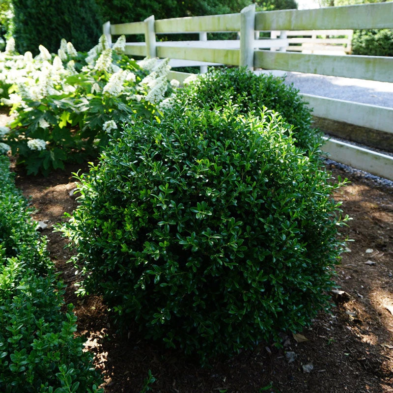 NewGen Independence® Boxwood - Image 2